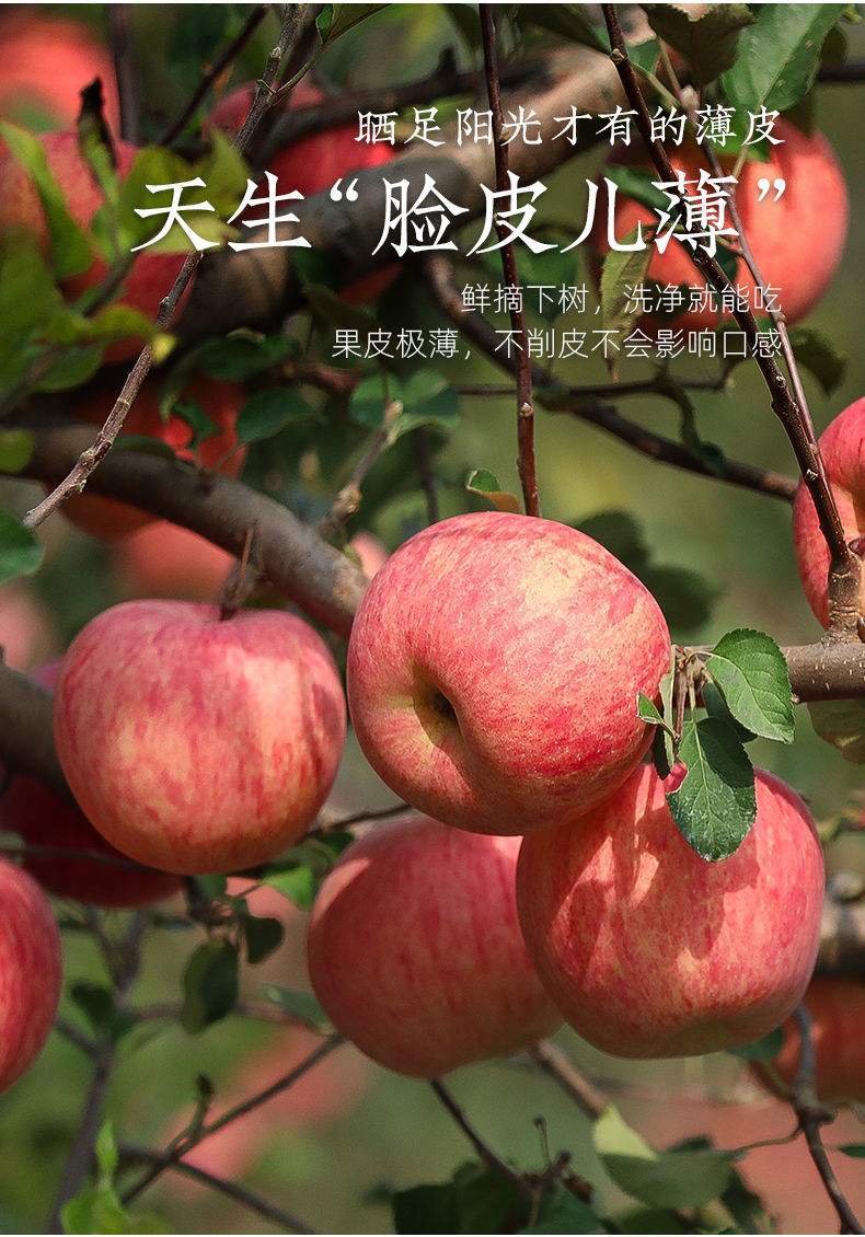 产品详情图