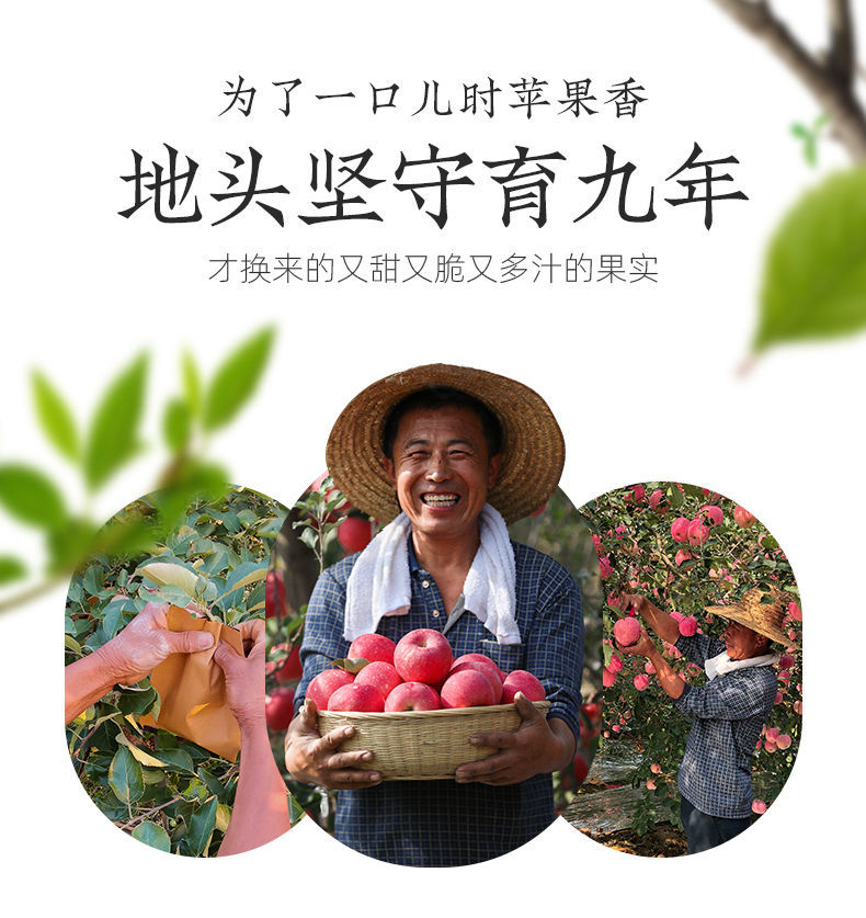 烟台苹果