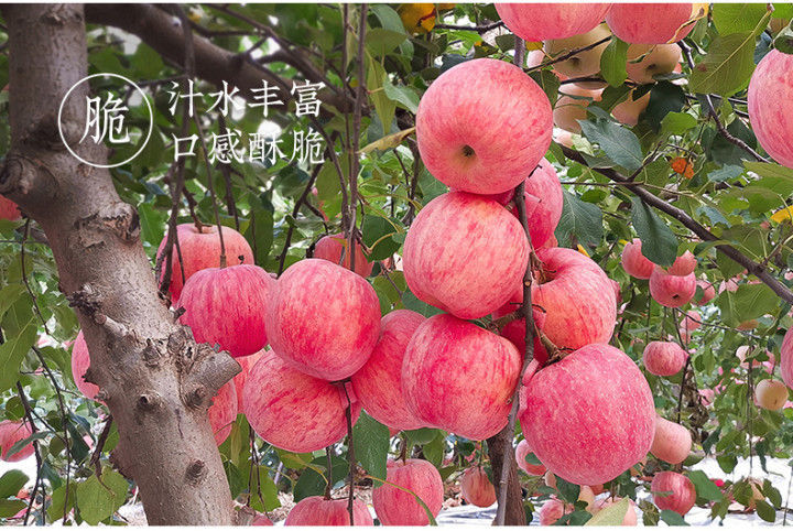 产品详情图